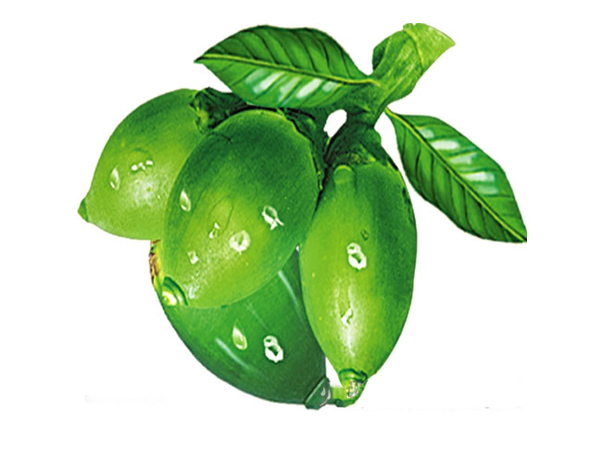 槟榔果提取物